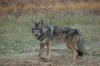 Ohio Coyote