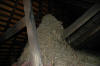Starling Nest in Attic