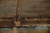Big brown bats